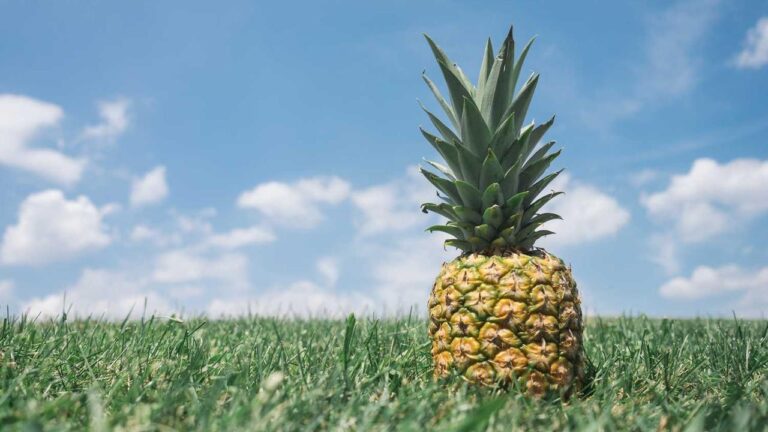 Why Is My 11Xplay New Id Login Failing After Registration?